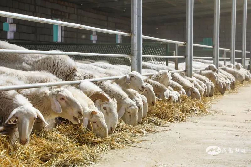 欣海牧業 “牧”歌嘹亮，奏響鄉村振興肉類新篇章