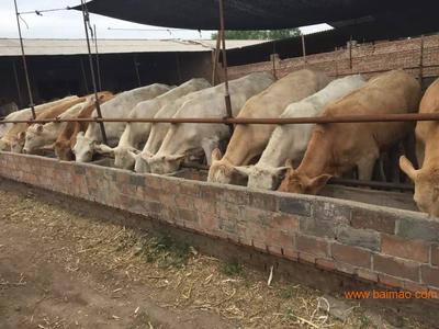 內蒙肉牛養殖基地 家畜飼養的科學實踐與產業發展