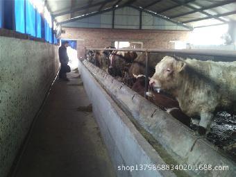 荊門肉牛養(yǎng)殖 技術(shù)與市場(chǎng)前景分析