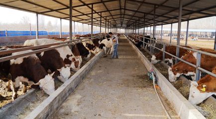 養(yǎng)殖牛羊增收快，小康路上唱?dú)g歌