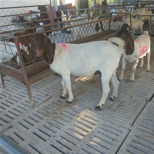 農(nóng)作物秸稈養(yǎng)殖波爾山羊技術(shù) 快速生長、繁殖高效、品種優(yōu)質(zhì)、價(jià)格實(shí)惠、效益顯著