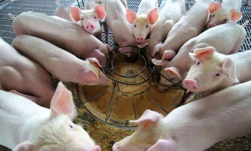 從荒野到家園 動(dòng)物馴服與家畜飼養(yǎng)的演變