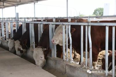 蹄疾步穩謀發展，產業振興正當時——鄂前旗推進農牧業產業高質量發展綜述